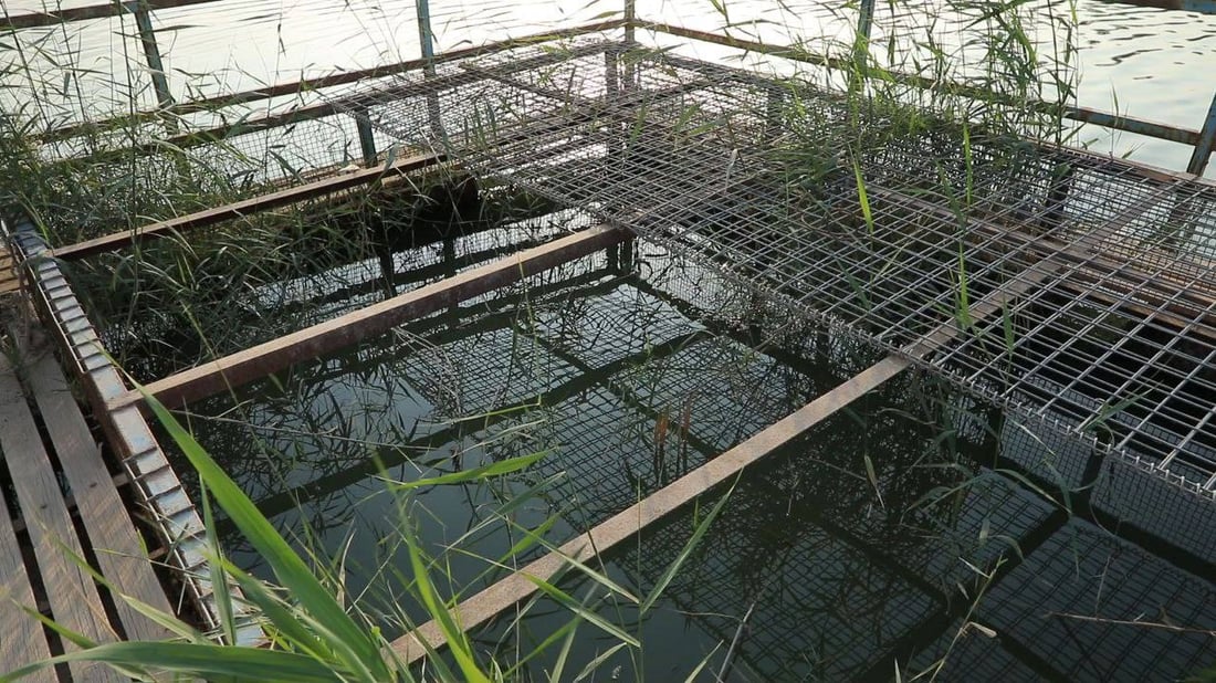 الناصرية: 92% من أقفاص السمك خارج الخدمة بسبب الجفاف (صور)