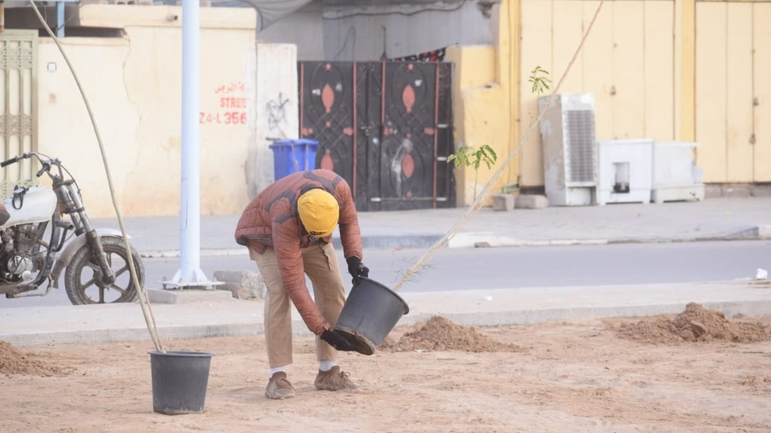 “احموها من المواشي”.. ألف شجرة لتنقية أجواء الزبير في 8 مناطق (صور)