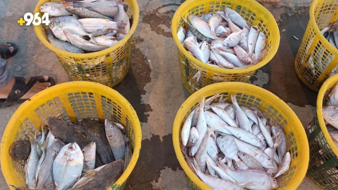 قائمة صباحية بأسعار السمك في مزاد الفاو لهذا اليوم الاثنين
