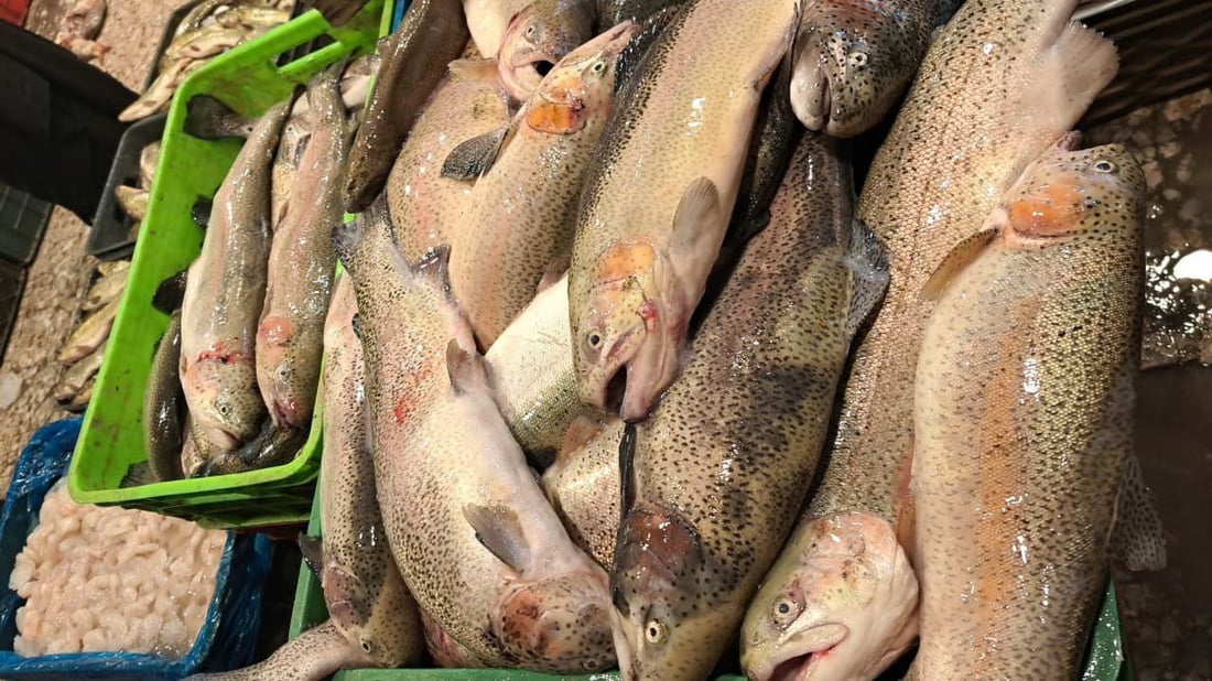 أكثر من 10 أطنان سمك في مرسى النقعة.. ذروة موسم النويبي والروبيان جامبو (صور)