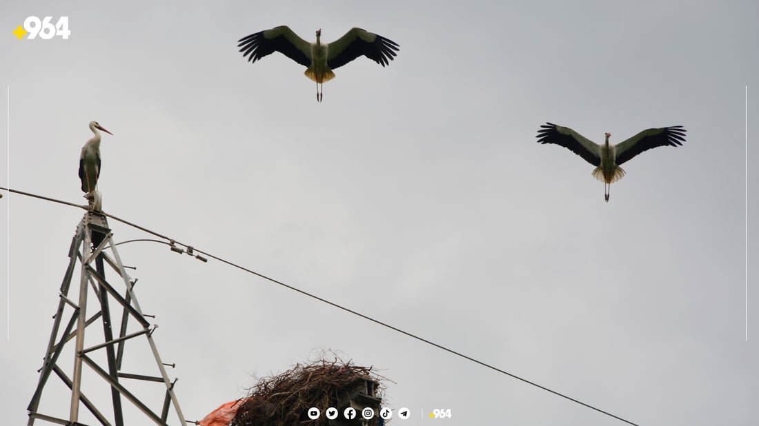 لەق لەقەکانی گوندی باریکە