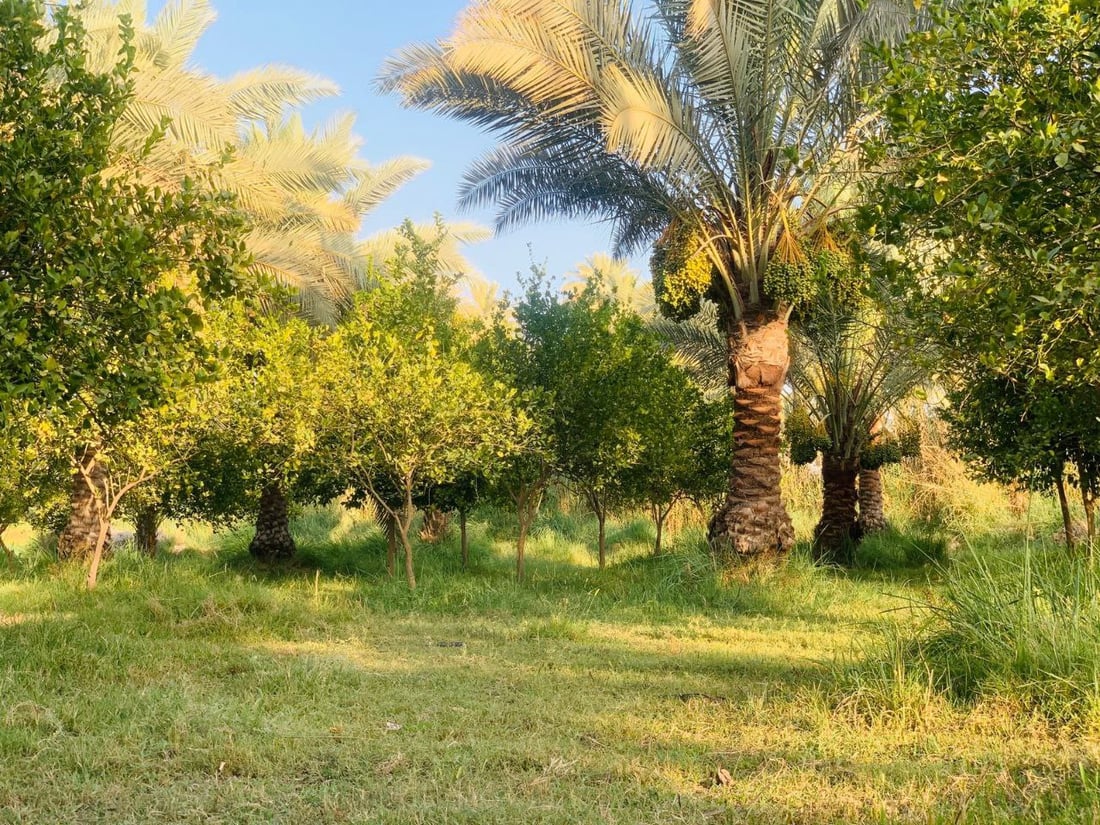 صور من صباح منطقة “الدعوم” في كربلاء.. جنان خضراء ناجية من الجفاف وتمدد البناء