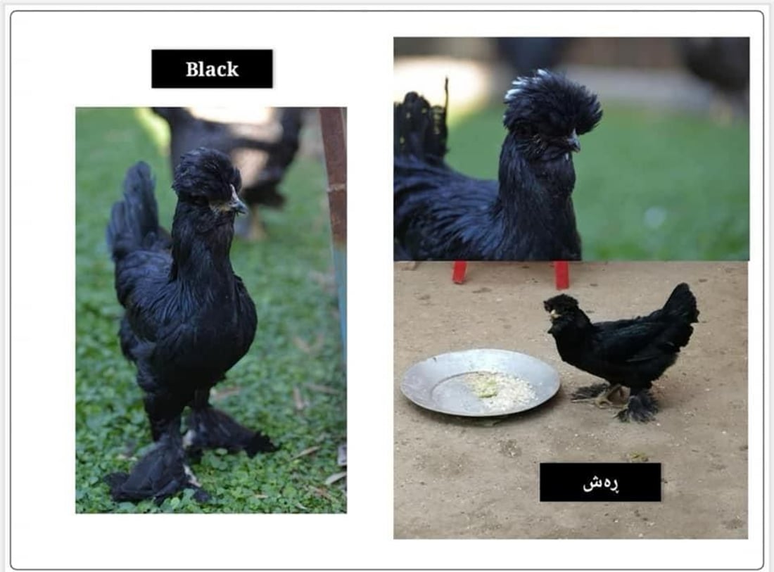 ره‌سه‌نایه‌تیى مریشك و ئاژه‌ڵى كوردستان ده‌گۆڕدرێت