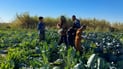 Diyala cauliflower and lettuce growers face low prices despite bumper crops