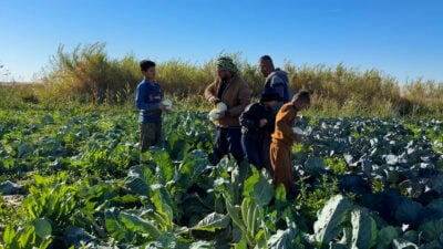 Diyala cauliflower and lettuce growers face low prices despite bumper crops