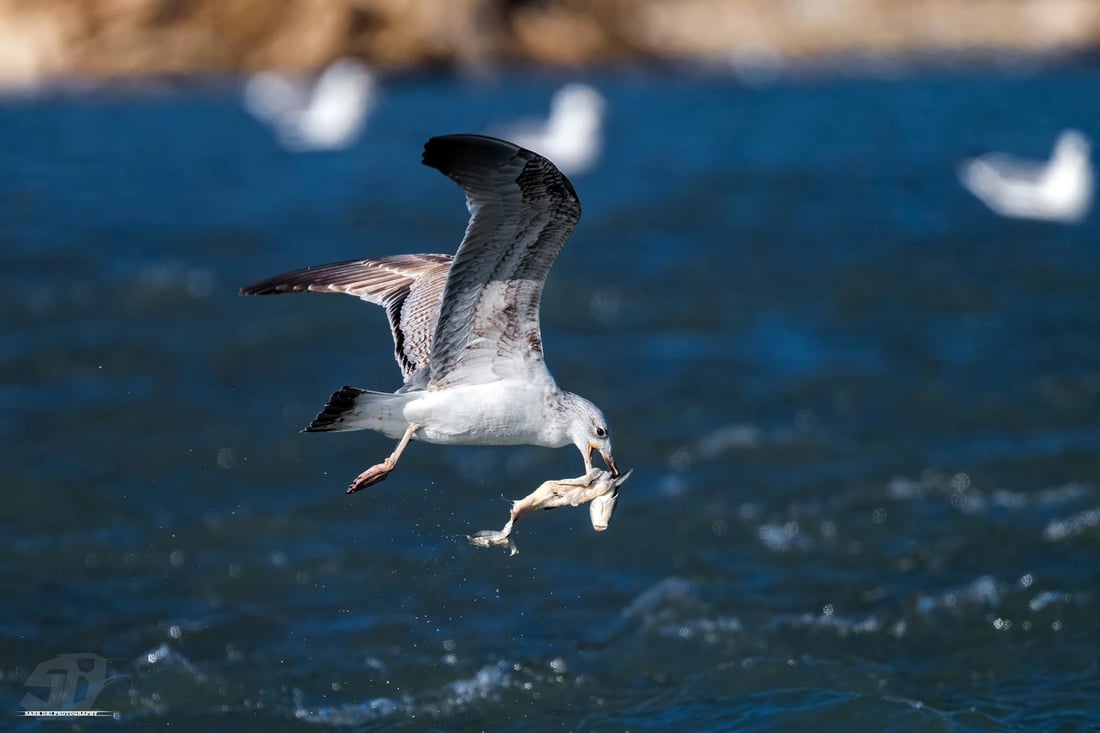 فۆتۆگرافه‌رێك دیمه‌نى شه‌ڕی نه‌وڕه‌سه‌كان له‌سه‌ر ماسی تۆمار ده‌كات