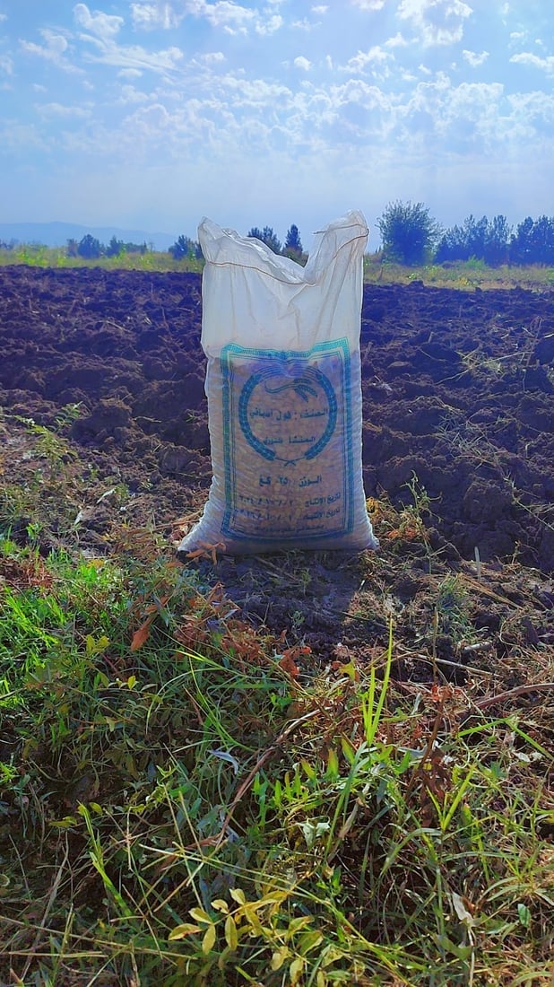 لە دەشتی شارەزوور وەرزی وەشاندن و چاندنی پاقلەیە