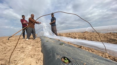فيديو: انطلاق زراعة “الركي” في طوزخورماتو وتحدي الجودة مع محصول “العظيم”