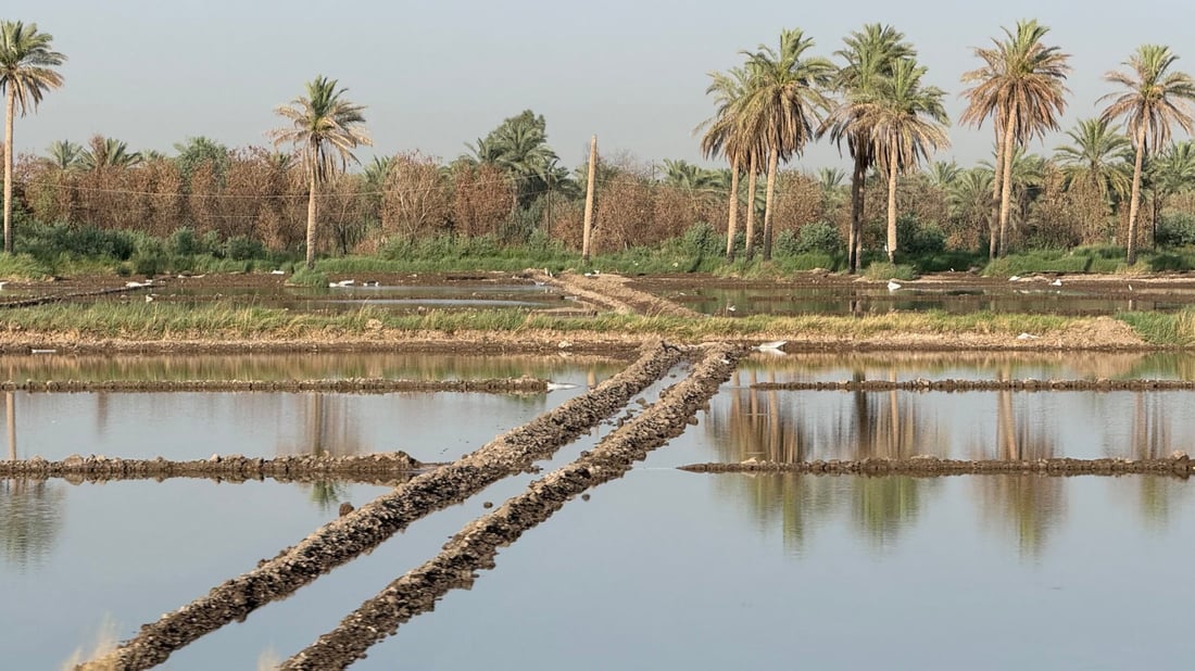 رائحة العنبر ستعود إلى مطابخكم.. أرقام وتوقعات أكبر موسم رز منذ سنين