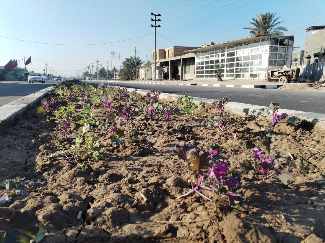 المشخاب تدعو أهلها للمشاركة في زراعة طريق القادسية.. أشجار أكاسيا بين الأقحوان