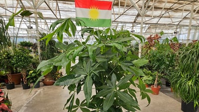 داری پارە لە نەمامگەکانی هەولێریش بەردەستە و موشتەری خۆی هەیە