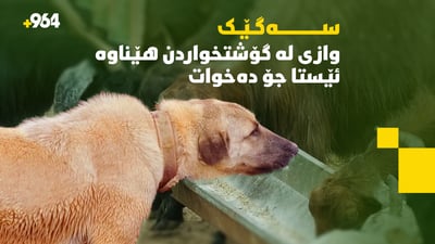 ئەو سەگەی مەیلی گۆشتخواردنی نەماوە و خووی داوەتە جۆ