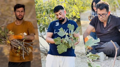 له‌ شنگال رێكخراوێك 25 هه‌زار نه‌مامى هه‌نجیر و هه‌نار و زه‌یتون دابه‌ش ده‌كات