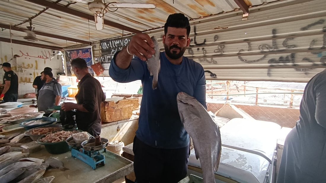 صور صباحية من مزاد الفاو: قائمة بأصناف وأسعار السمك اليوم الاثنين