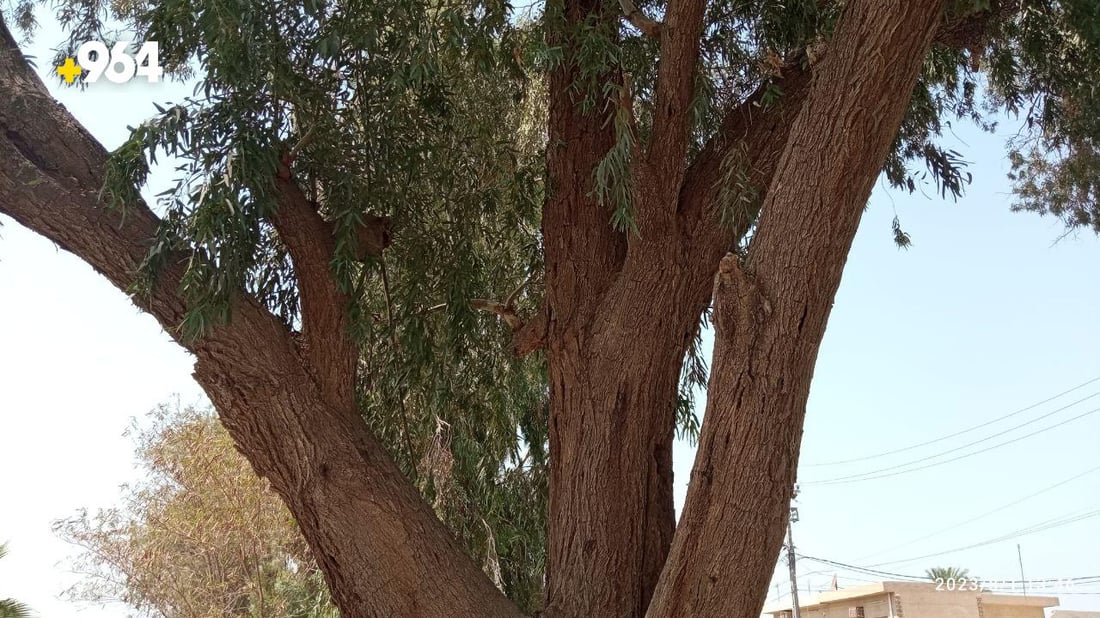 صور: طويريج تضع حراساً على 75 شجرة معمرة لحمايتها من الحطابين