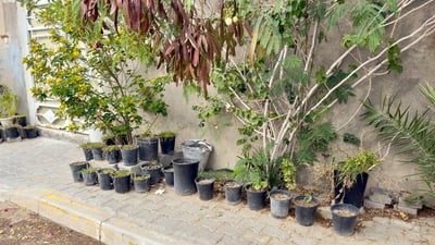 Residents bring greenery back to Al-Madina, one potted plant at a time