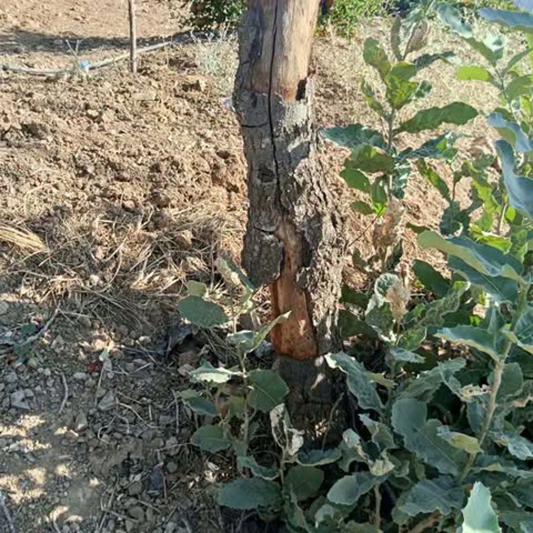 کۆمەڵێک داربەڕووی سەوز و جوانی وشک کرد؛ گیرا