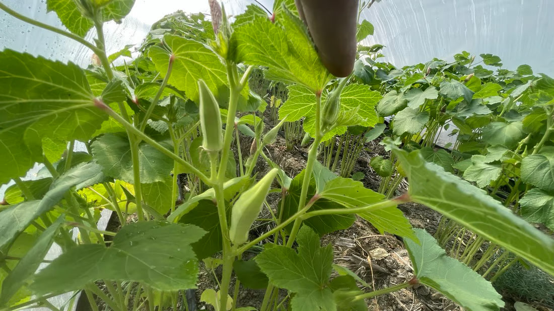 Basra okra fetching $13 per kilo