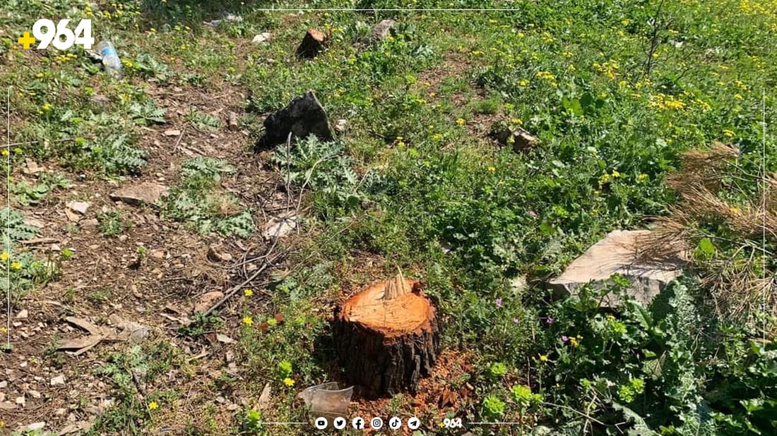 کەسێک 70 داری لە دارستانی سەیدسادق بڕیوەتەوە