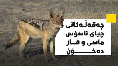 چەقەڵ مشتیان لە ماسی و قازی گوندێکی چیای ئاسۆس خۆشکردووە
