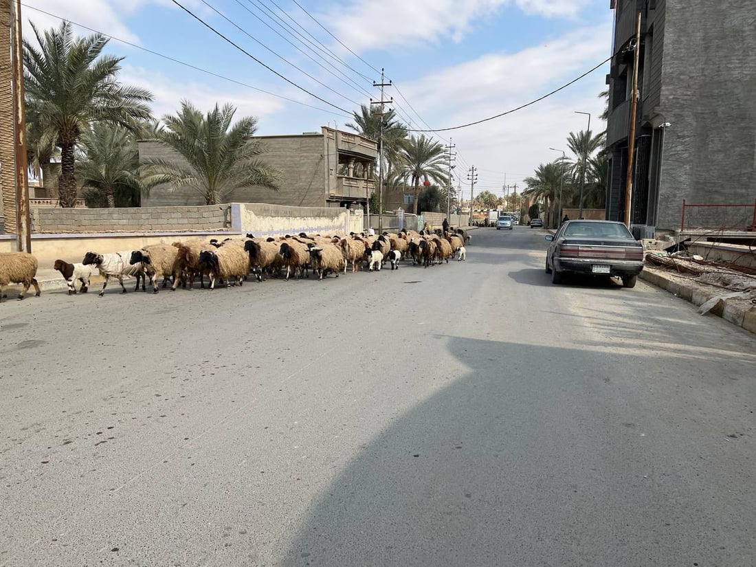 صور: القوات الأمنية تؤمن انتقال 10 آلاف رأس غنم إلى الشامية غرب الأنبار