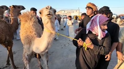 الشرطة تراقب حركة الأباعر إلى النجف وصراخ المزاد يرفع السعر حتى 5 ملايين