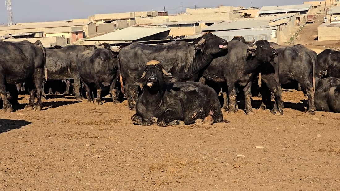 لا داعي للقلق من اللحوم.. “الحمى القلاعية” لا تصيب الإنسان