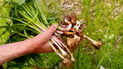 Illegal herb foragers detained in Barzan, forced to replant uprooted plants