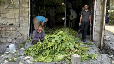 دانیشتوانى گوندێکى بنارى قەندیل سەرقاڵى توتنن