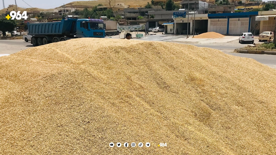 باس ھەر باسی گەنمە کەس ئاگای لە جۆ نەماوە