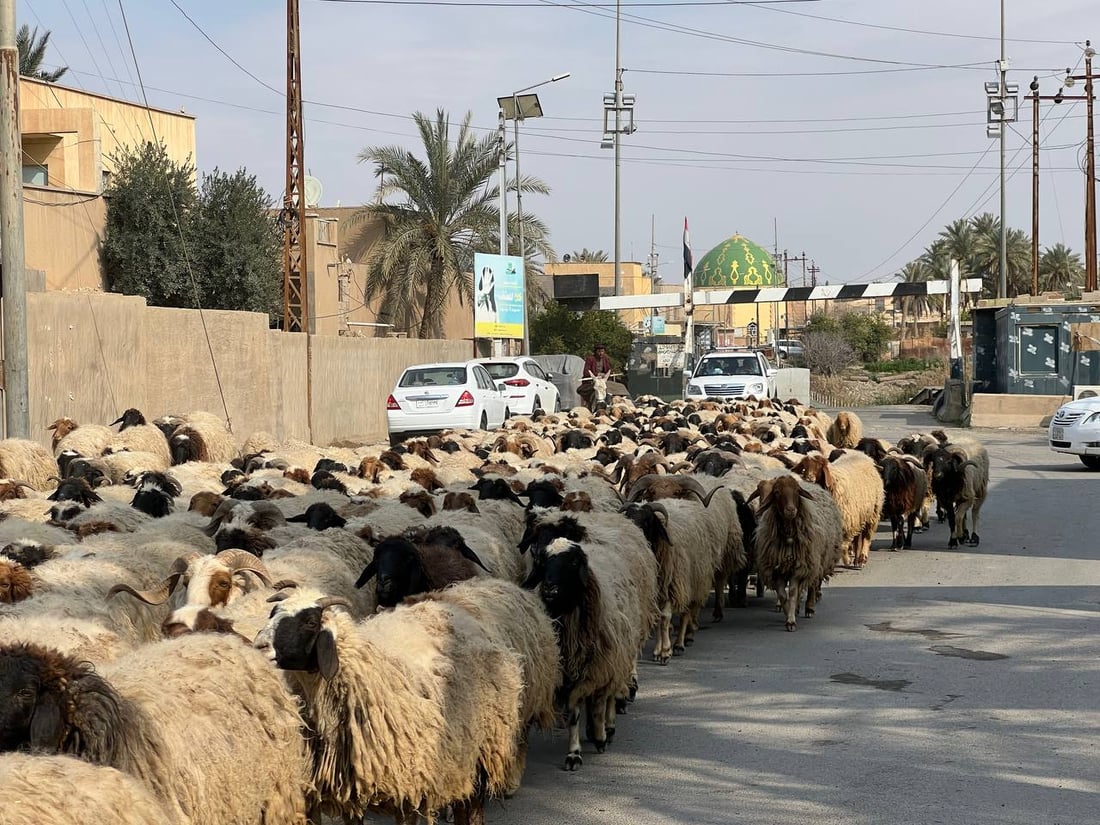 صور: القوات الأمنية تؤمن انتقال 10 آلاف رأس غنم إلى الشامية غرب الأنبار