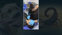 پێوەدانی دووپشک و گەستنی سەگ واز لە بەردەڕەش ناهێنێت