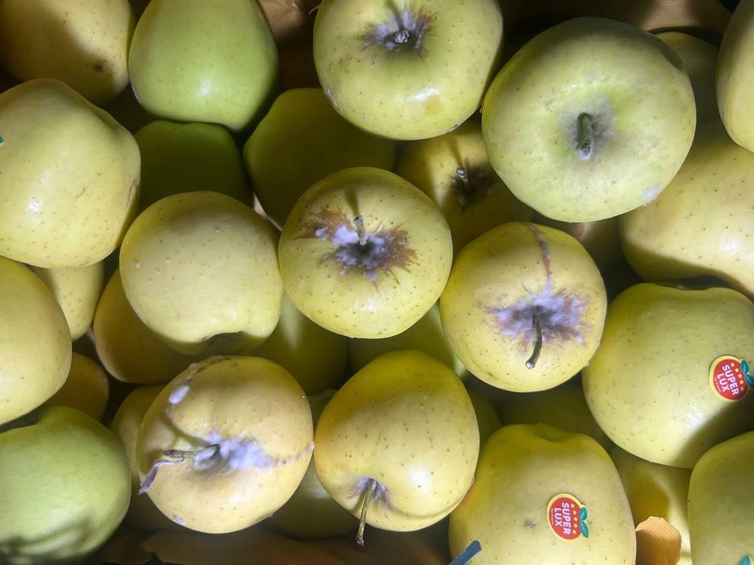 لە دەروازەی کێلێ 10 تۆن سێوی خراپبوو دەستى بەسەرداگیرا