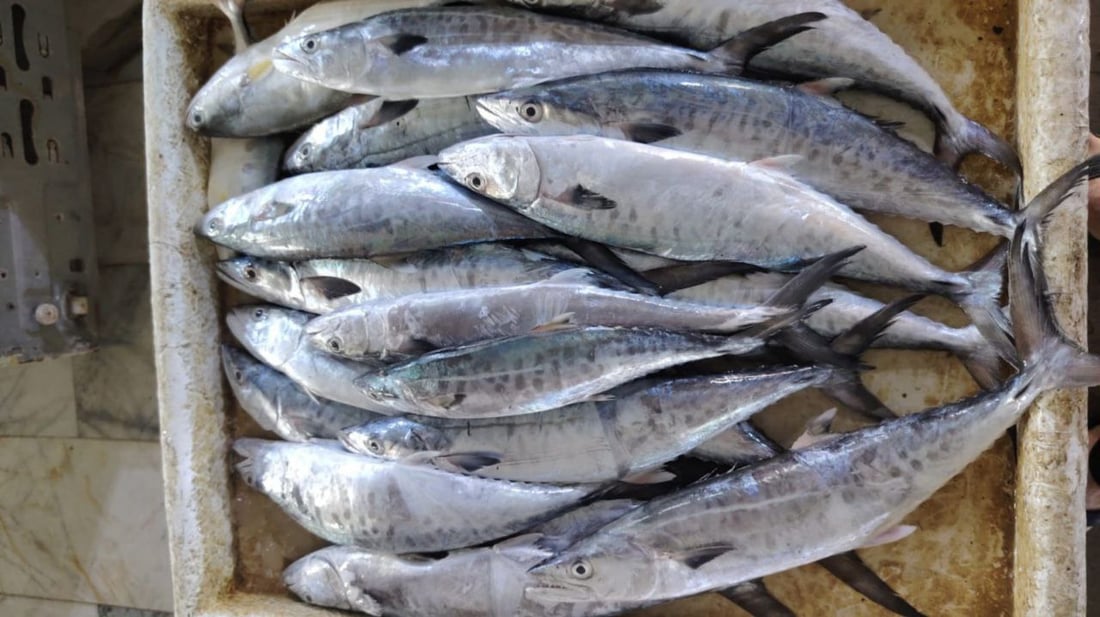 أكثر من 10 أطنان سمك في مرسى النقعة.. ذروة موسم النويبي والروبيان جامبو (صور)