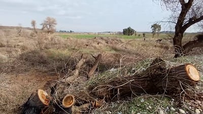 أشجار شواطئ الزاب تقطع وتحرق.. آلتون كوبري تطالب بوقف الكارثة