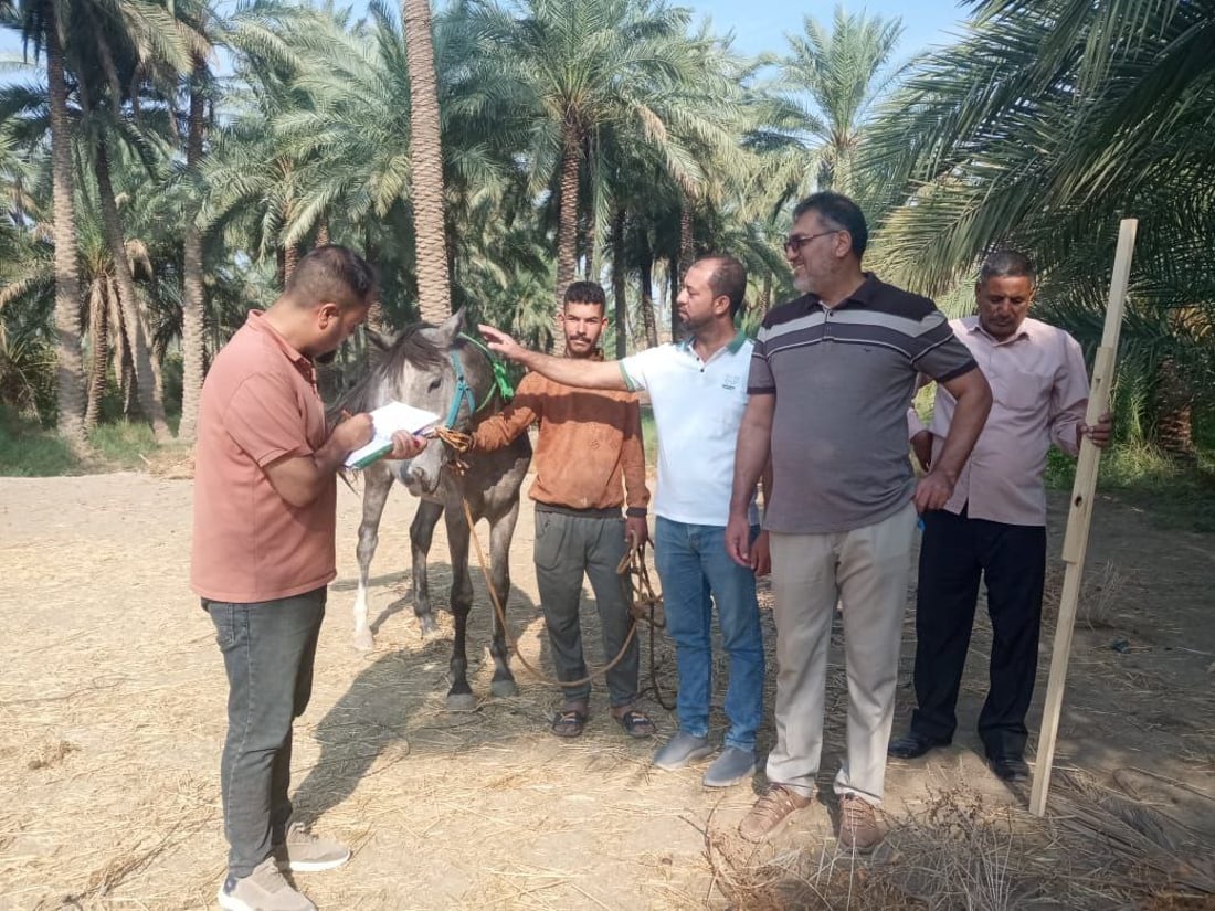 صور وإحصاء جديد: بابل بلا خيول عربية.. كلها مصرية أو إيرانية!