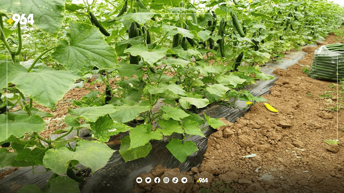 له‌ گوندێکی ئاکرێ رۆژانه‌ سێ تۆن خەیار بەرهەم ده‌هێندرێت