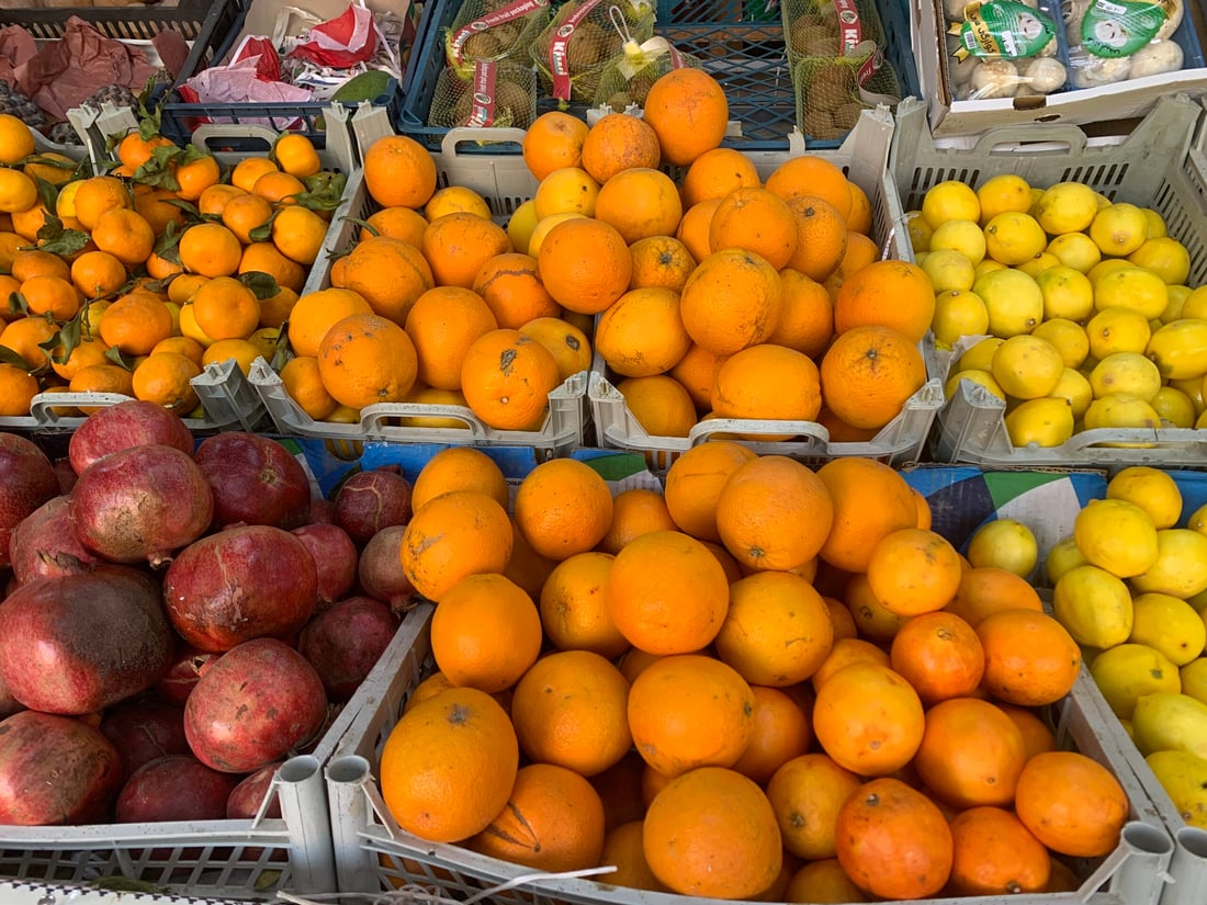 أرخص من الإيراني والطعم لا يقارن.. حديثة قطفت أولى سلال البرتقال (صور)