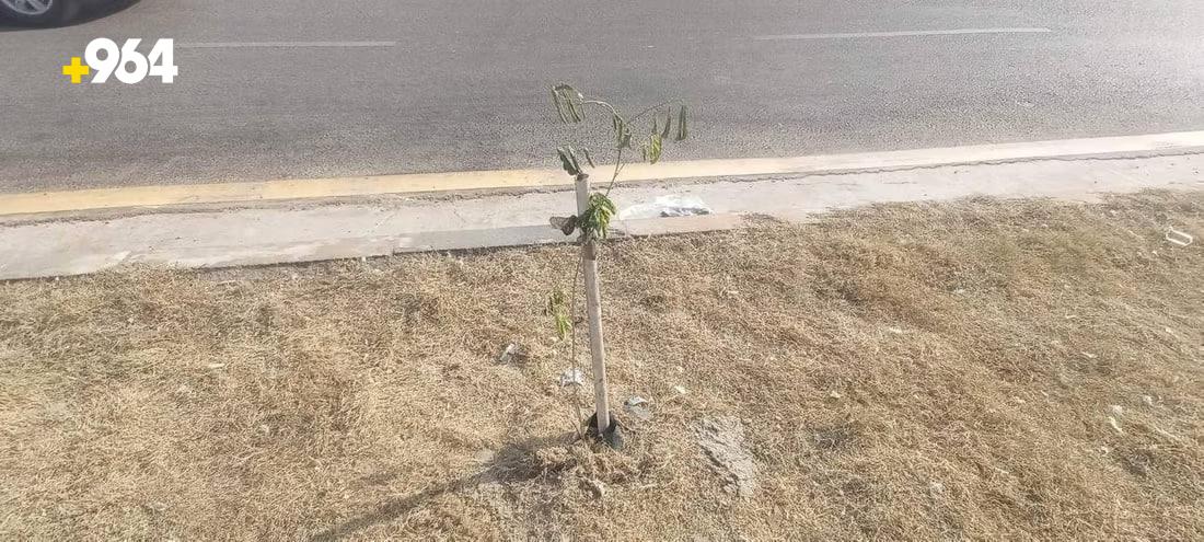 964mediaصورة من منصة (شبكة): 