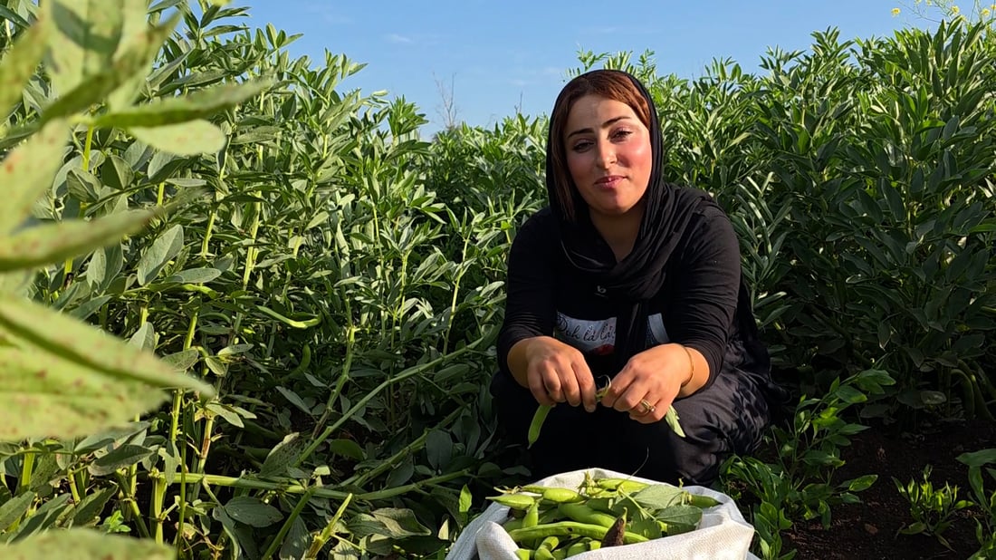 واتساب ينظم حصاد شهرزور.. إذا تأخر راتب كردستان ذهب المثابرون إلى بساتين الباقلاء