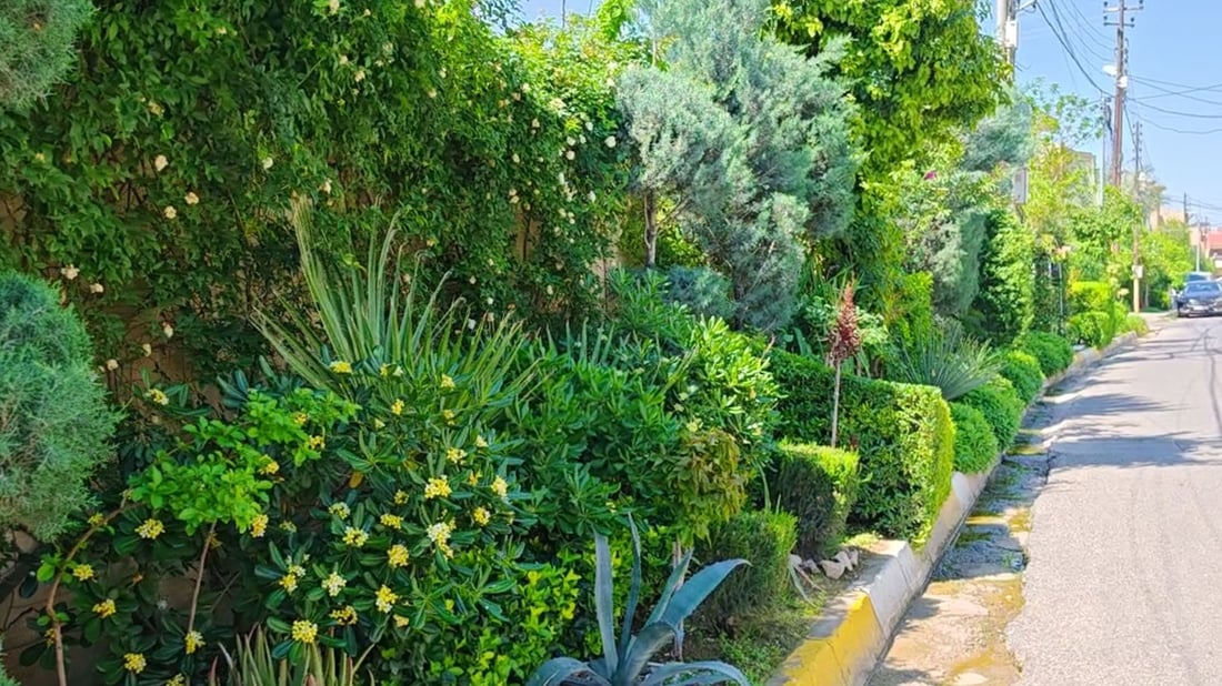 کۆڵانەکەی لە چاو هەموو کۆڵانەکانی شار سەوز و فێنکتر کردووە