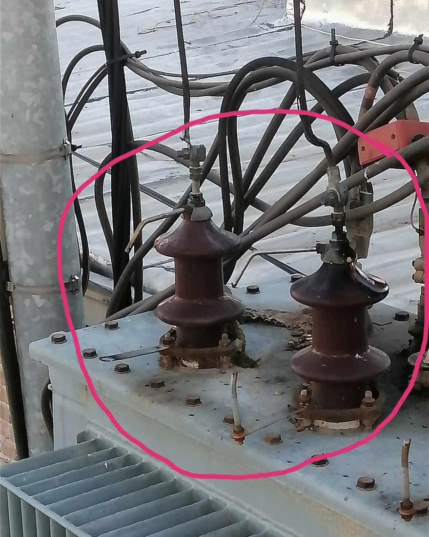 پشیلەیەک کارەبای گەڕەکێک دەکوژێنێتەوە