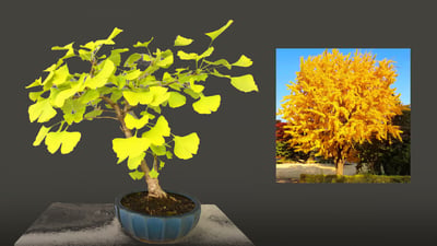 Ginkgo.. الشجرة الصينية قريباً في مناطق أربيل.. نجحت في الاختبارات