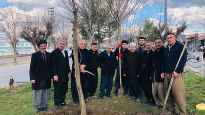 دارى کێوى لە دوورگەى نێوان شەقامەکان دەچێنن