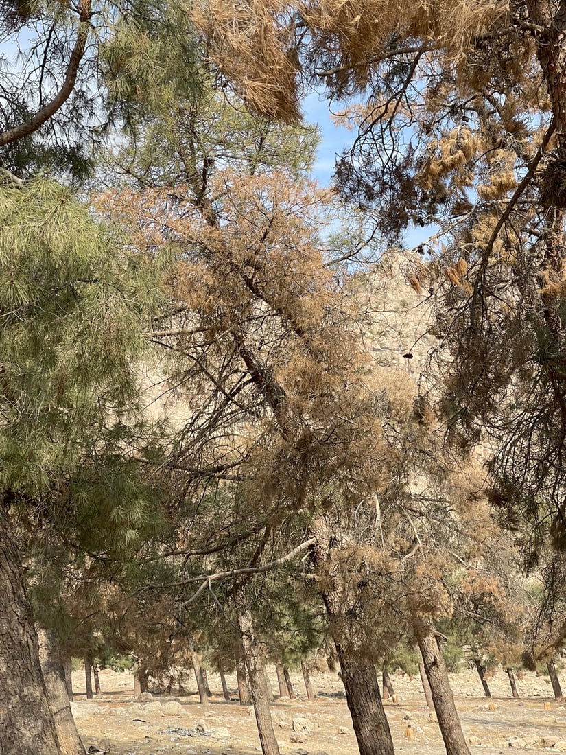 <?php echo get_the_title() ?>