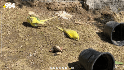 چاڤیلاند: باڵندەکانمان بەهۆی تینوێتی و برسێتی مردار نەبوونەتەوە