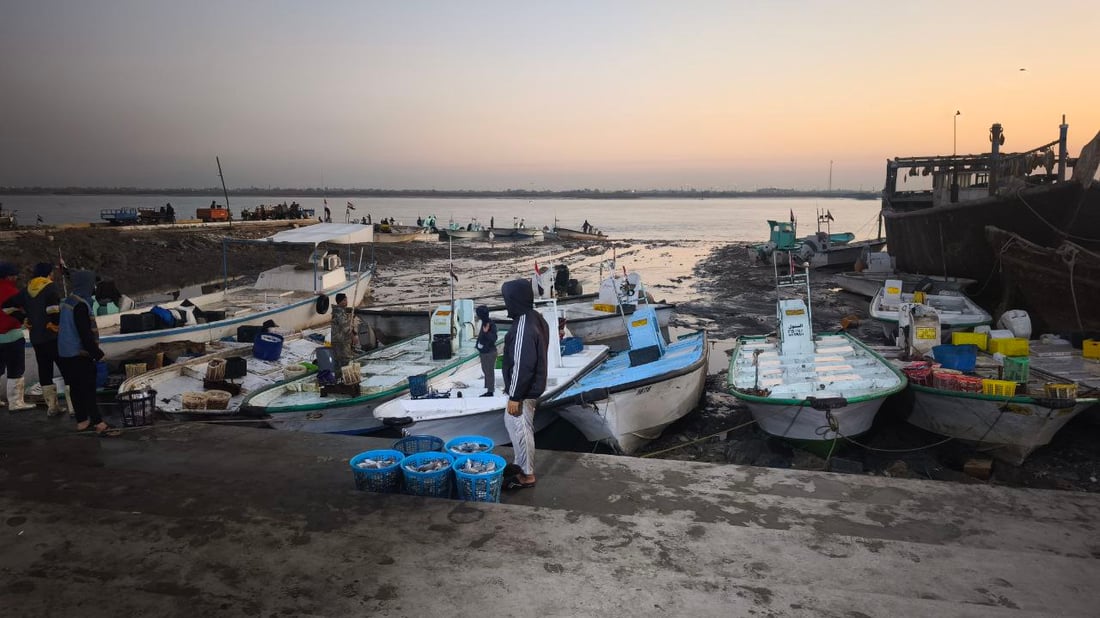 يوم استثنائي في مزاد الفاو الكبير.. الصيادون عادوا بأطنان من لسان الثور و”الوحر”