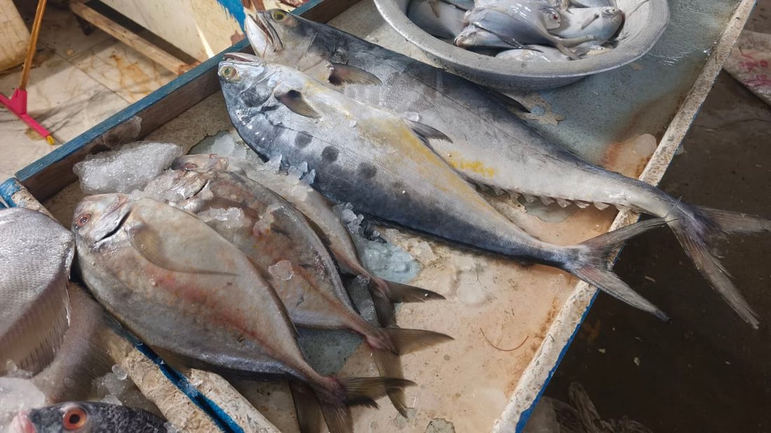 الحمرة والروبيان يفتتحان مزاد النقعة بكميات وفيرة على حساب الزبيدي والصبور