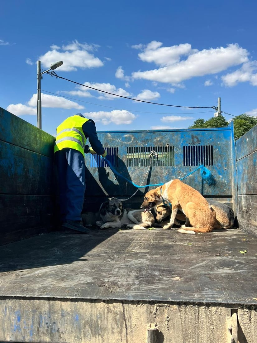 قەرەداغ سەگەکانی کۆدەکاتەوە