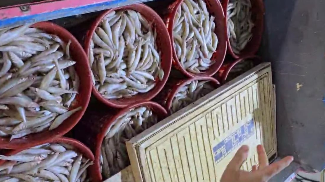 مرسى النقعة يستقبل أولى كميات سمك النويبي إيذاناً ببدء موسم البرد (صور)
